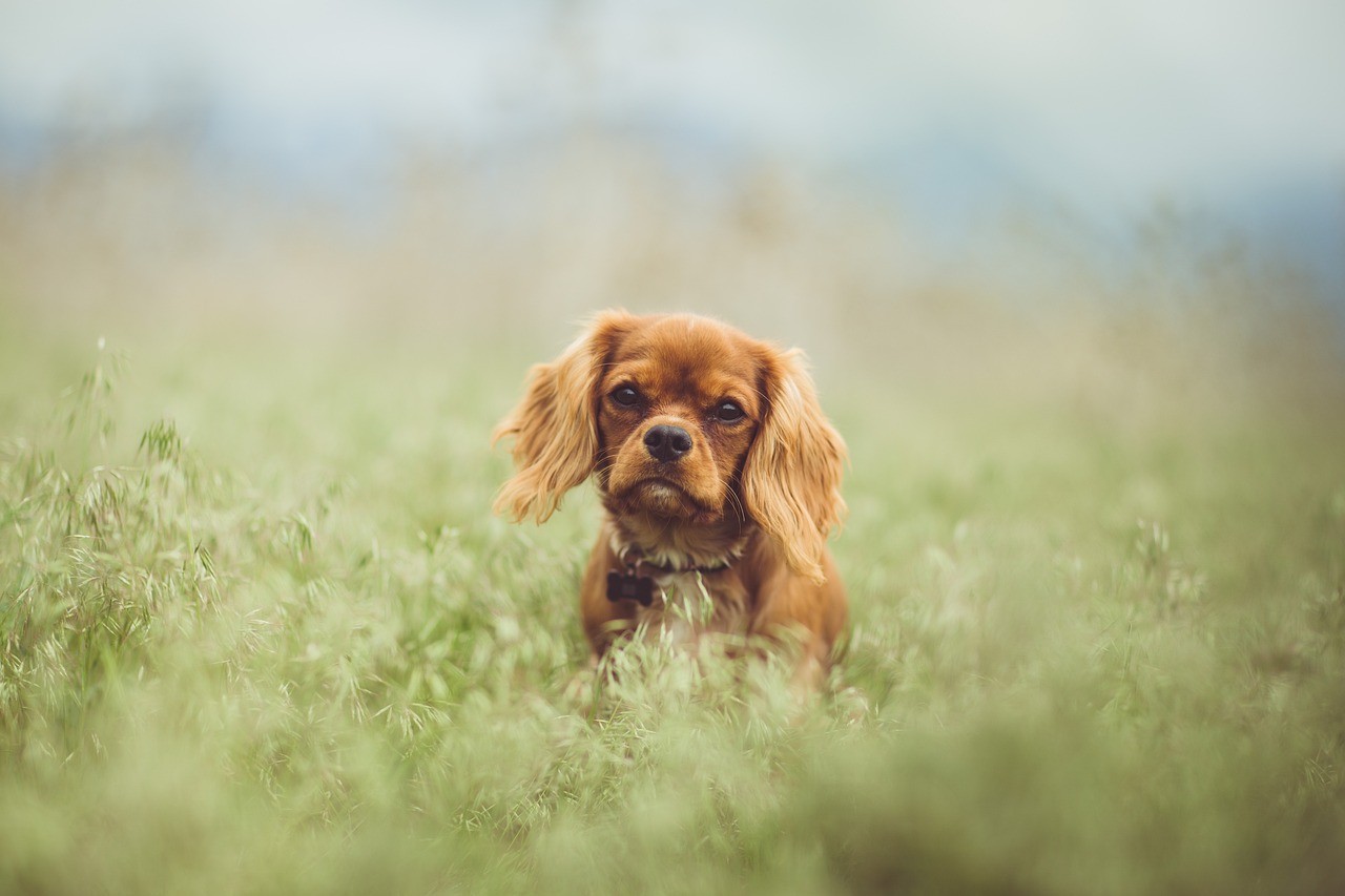 The Affectionate Nature of the King Charles Spaniel